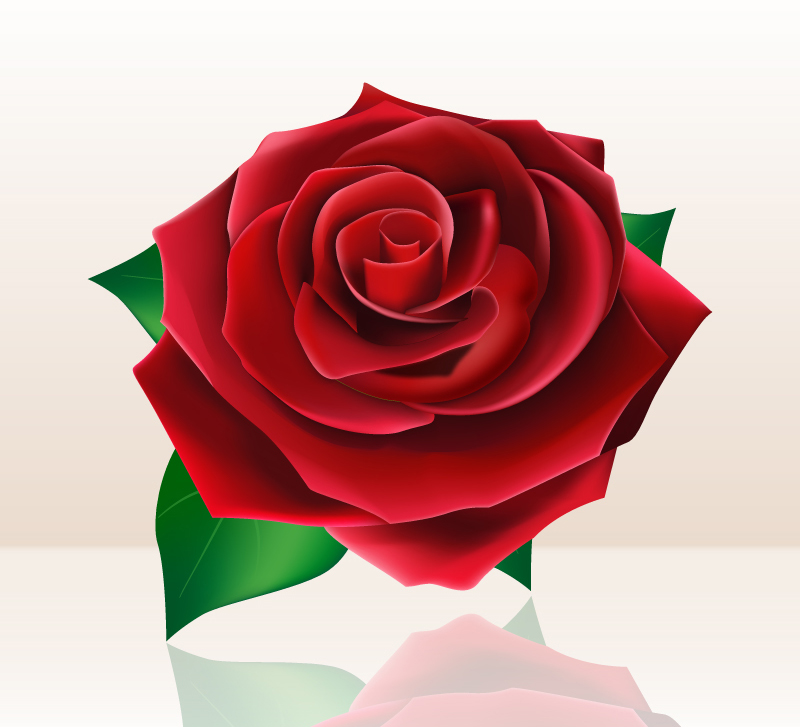 Blooming red roses vector material
