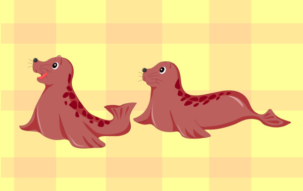 baby seals