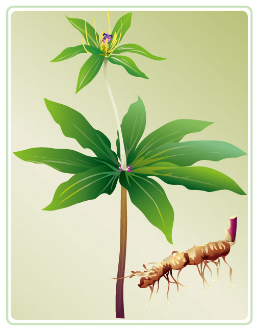 Vector Plant