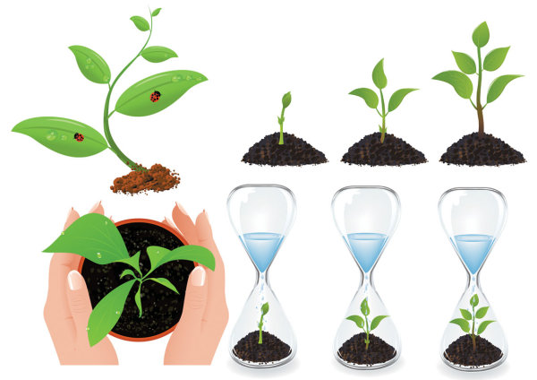 Vector plant seedlings