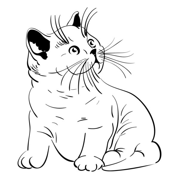 Animal material cat 05 - vector
