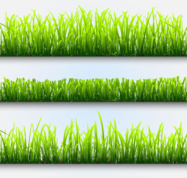 Plant 02 - Vector