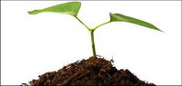 Soil and plant material picture
