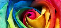Rose color close-up picture material