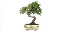 Potted picture material-2