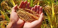 Food series picture material-6