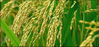 Food series picture material-5