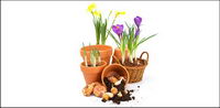 Flowers picture material