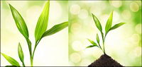 Floating plants and insects picture material-5