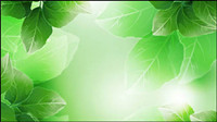Beautiful green leaves vector material