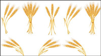 Yellow ears of corn 04 - vector 
