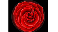 Roses vector material