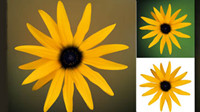 Small daisy vector 