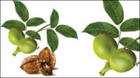 Realistic green walnut walnut 04 - vector material 