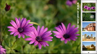 Focus Ad Image flash + xml source file material