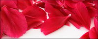 Red rose petals lace