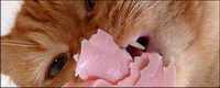 Small cat picture material-3