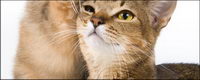 Small cat picture material-1