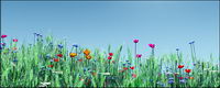Colored flowers and wheat picture