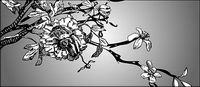 Black-and-white line drawing vector Mu Mianhua
