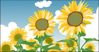Sunflower summer blue sky and white clouds