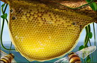 Bees, cellular, rattan plant