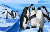 Beautiful penguins