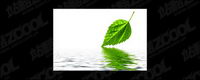 The reflection of leaves and picture material