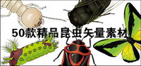 exquisite insects-1