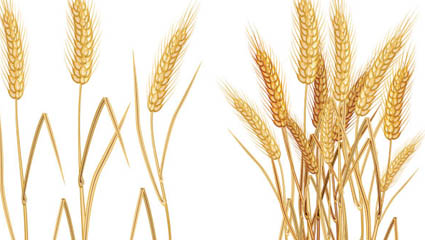 Yellow ears of corn 03 - vector