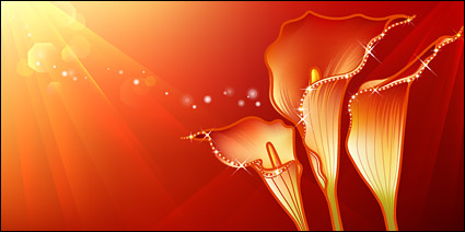 Dreams Zantedeschia